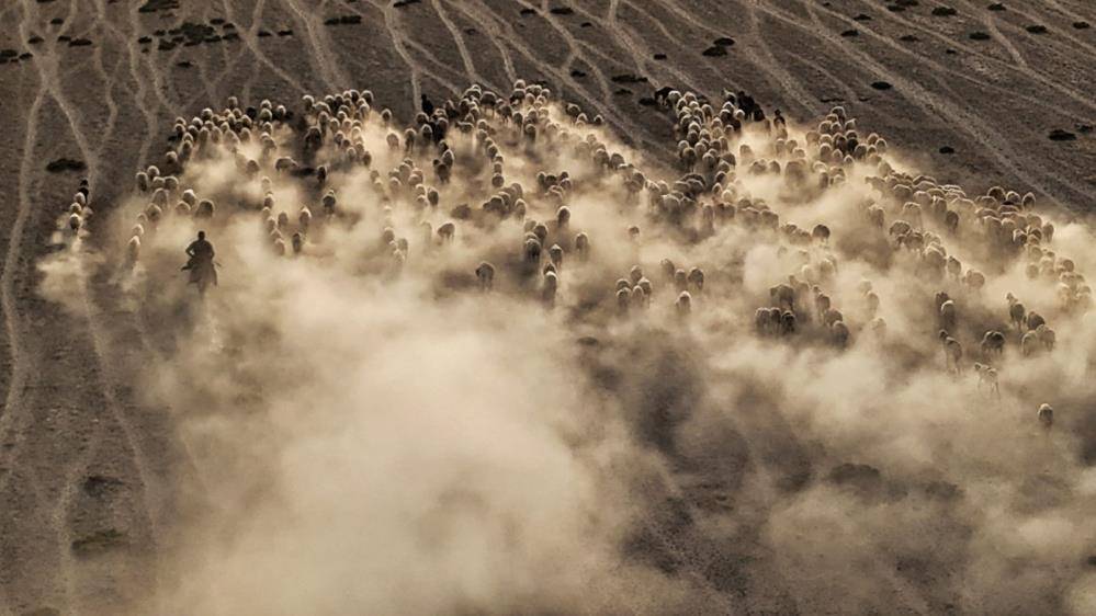 Konya’da sessizliği kuzular bozdu 6